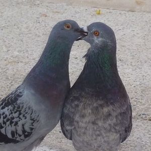 Meet your Posher, Kendall